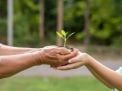 Why Georgia's Director Training Teaches You to Cultivate a Fruitful Garden?